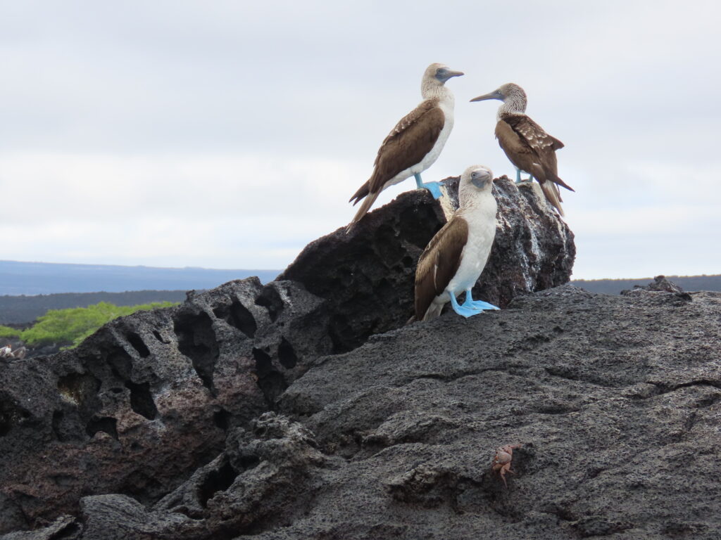 Blue footed boobies on expedition cruising to Galapagos