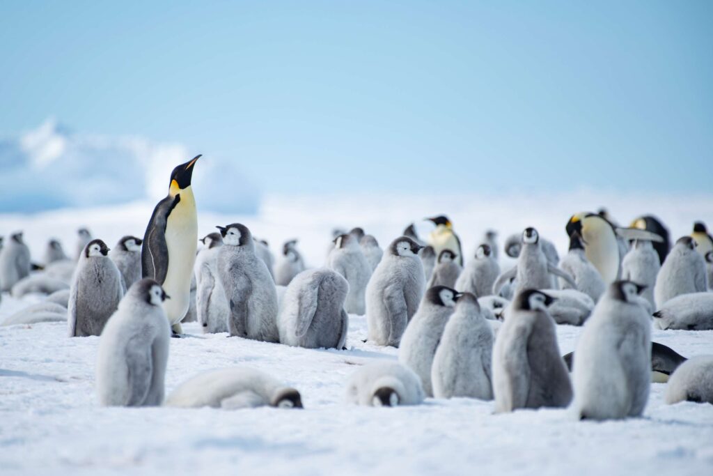 Penguins on Antarctica, which you can visit from White Desert remote luxury lodges.