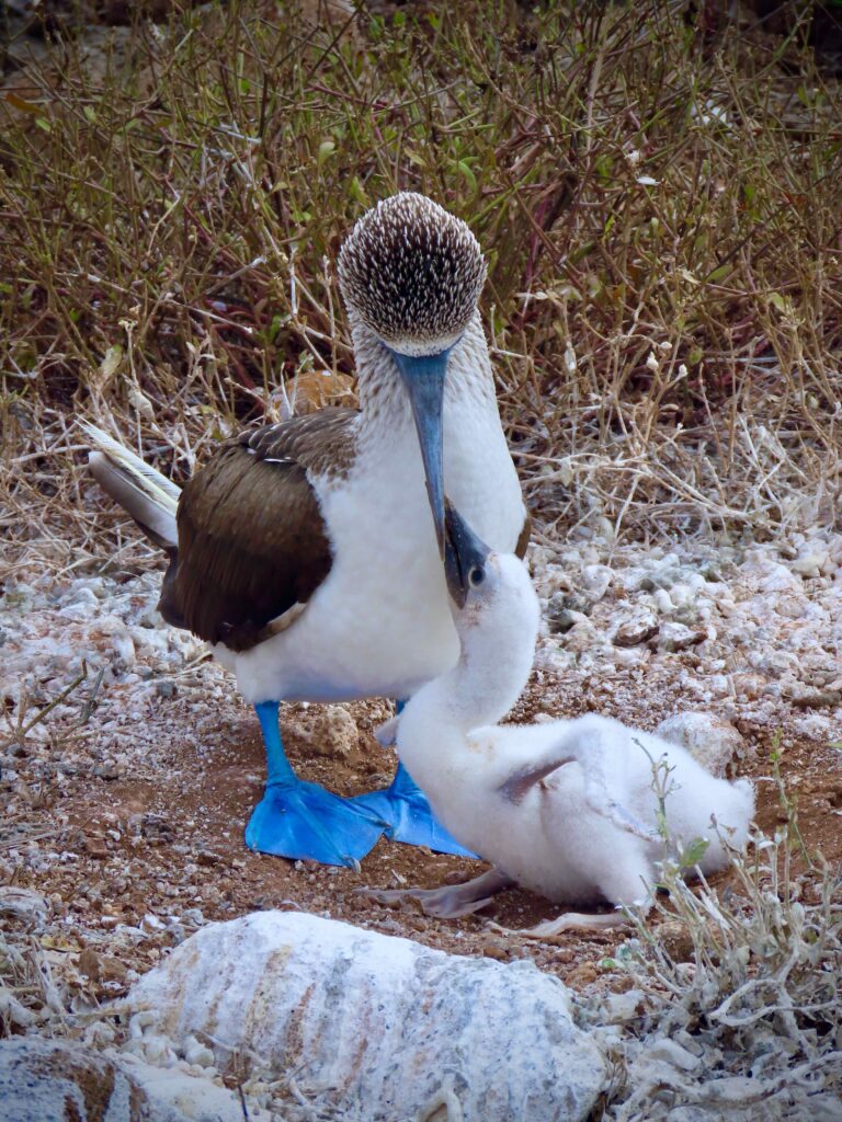 Blue footed boobies on a Galápagos luxury cruise