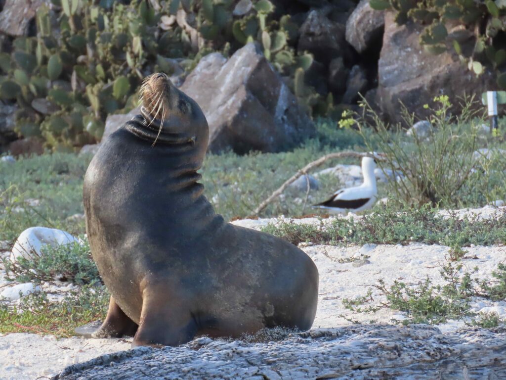 Sea lion seen from a Galápagos luxury cruise