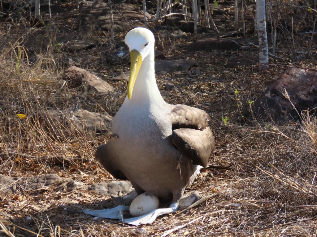 Albatross on a Galápagos luxury cruise