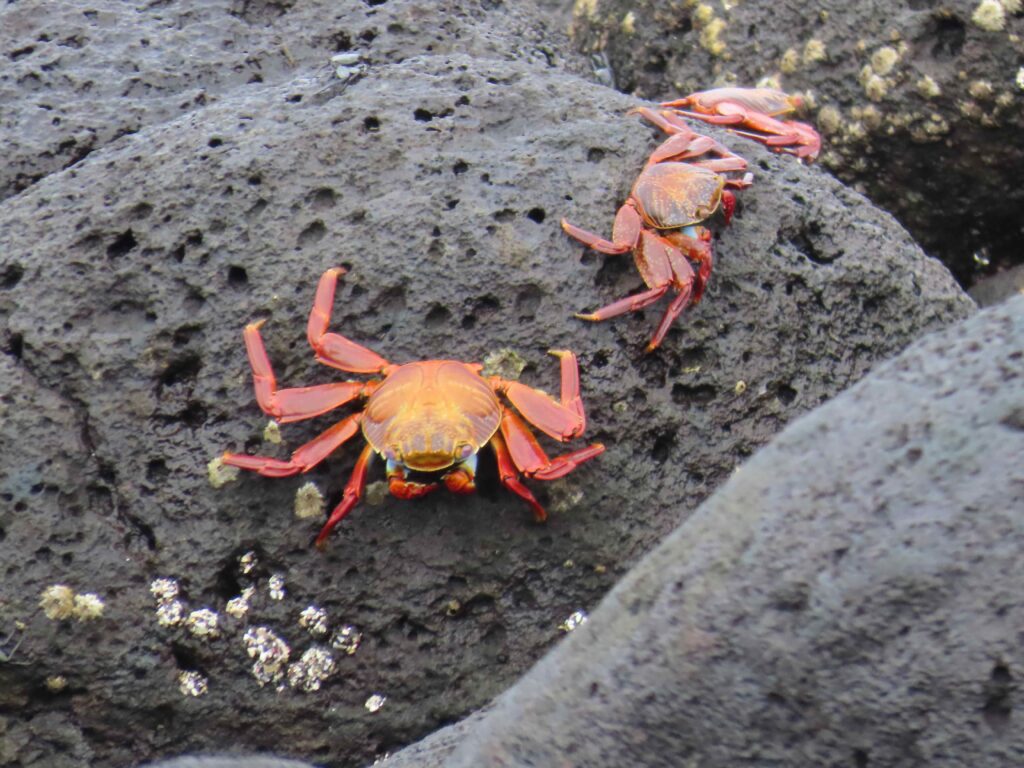 Crabs seen on a walk from a Galápagos luxury cruise